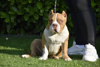 American Bully s PP - 2