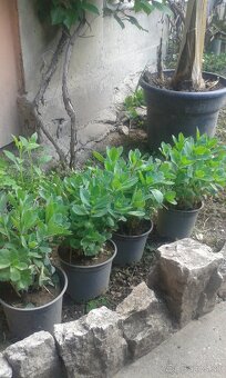 Hylotelephium spectabile - 2