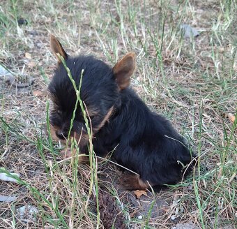 Mini yorky - 2
