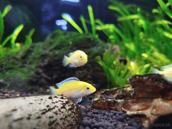 Labidochromis c. yellow - 2