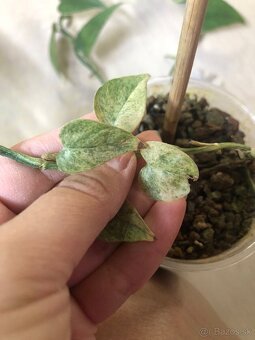 epipremnum pinnatum mint - 2