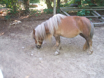 PREDÁM MINI PONíKY - 2