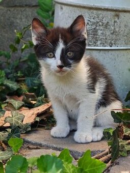 Darujem mačiatka kocúrov - 2