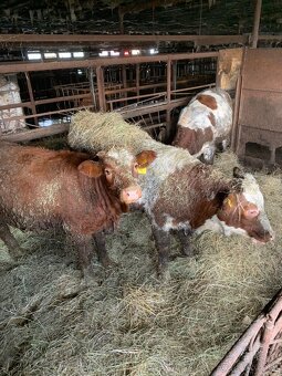 Predám mladý dobytok 8ks - 2