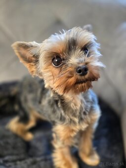 Predam yorkshire terriera - 2