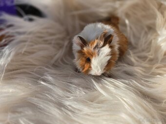 Morské prasiatka - 2