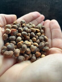 Adansonia Digitata - baobab dlaňovitý - 2