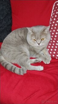 Kocúr na krytie - 2