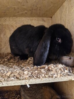 francuzsky baran - 2