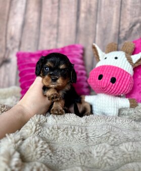 Kavalír King Charles španěl S PP - 2