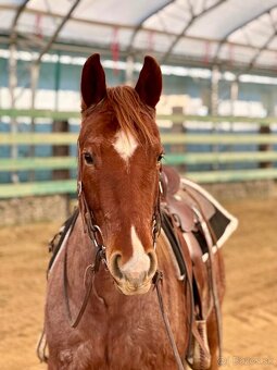 Na predaj 4r APH valach - 2