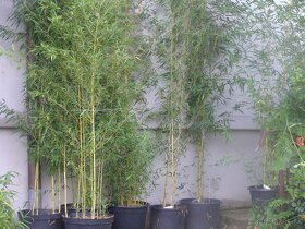 Bambus - 2