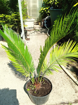 Bananovnik, albizia,palma - 2