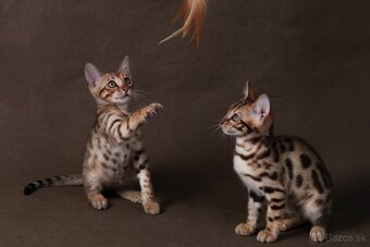 Bengalske mačiatka - 2