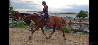 7 ročný valach A1/1 - 2