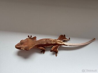 C. ciliatus red LW phantom samica - 2