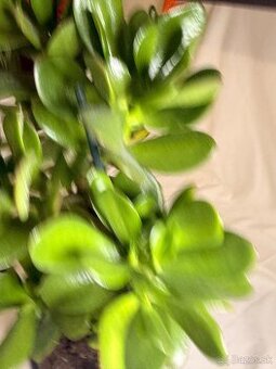 Tucnolist krasne velke listy - 2