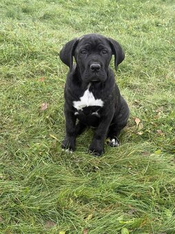 Cane Corso šteniatka - 2