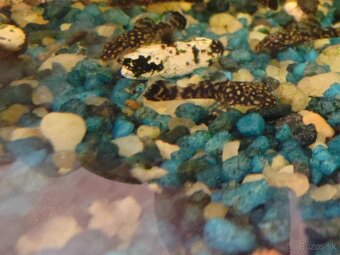 Prisavnik obyčajný - 2