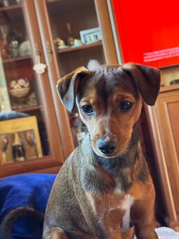 Psík na nakrytie - 2