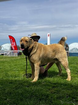 Stredoázijský ovčiak - krytie - PP - 2