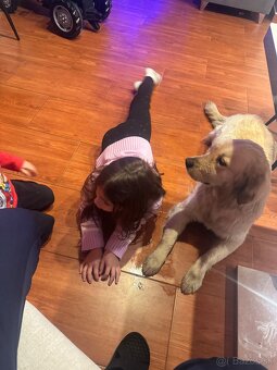 Zlatý retríver - 2