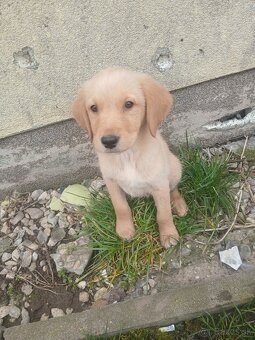 Zlati retriver x labrador - 2