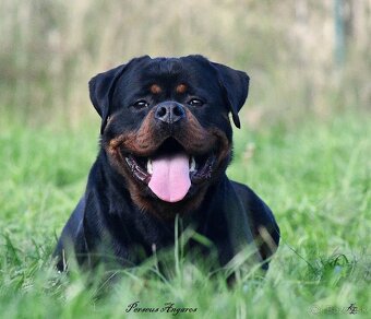 Rotvajler, Rottweiler s PP - 2