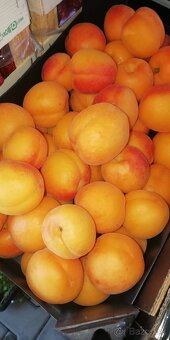 Marhule na kvas 0,82€ kg - 2