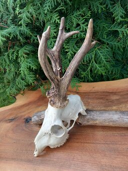 Trofej - parožie - zhody - parohy - 2