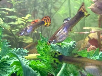 Predám Krevetky, mini ráčiky, gupky, kotúľky. - 2