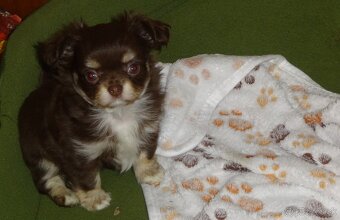 civava krátkosrstá,dlhosrstá. - 2