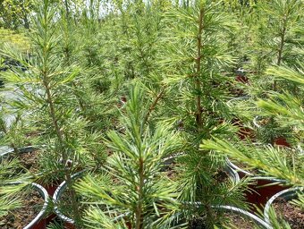 Céder libanonský - 2