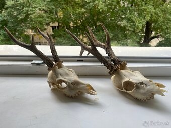 Pekné srnčie  trofeje - 2