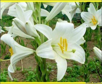 Lalia biela tinktura - 2