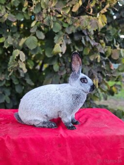 Predám králiky francúzsky strieborný - 2