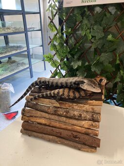 Tiliqua gigas - 2
