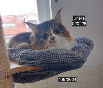 Nórska lesná mačka s PP - 2