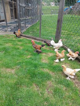 Sliepky milflerky - 2