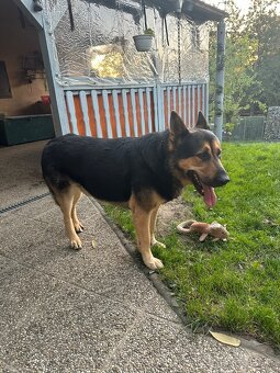 Nemecký ovčiak na krytie - 2