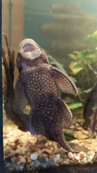 Prisavníky a krevety - 2