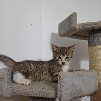 Darujem mačiatka - 2