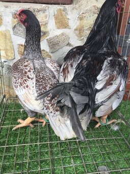 indická bojovnica - 2