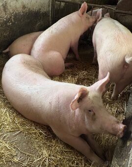 Predám krasne ošípané - 2