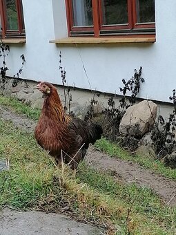 Vlaška jarabicia - 2