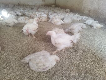 Predám Brojlerove kurčatá - 2