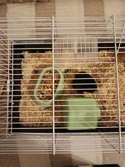 Predám skrečka sírskeho s klietkou - 2