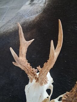 Trofeje, trofej, parozie, parohy - 2