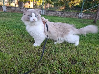 Ragdoll - 2
