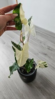 Syngonium albo veriegata - izbova rastlina - 2